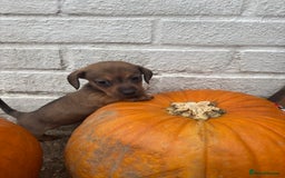 Mixed Breed dogs for sale: Minature Dacshund cross jack Russell  - Image 3