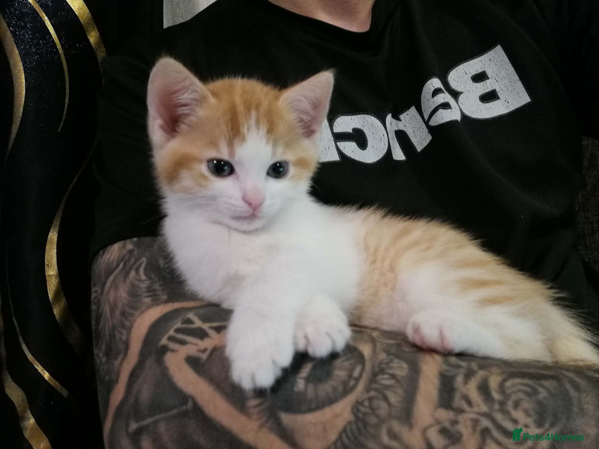 Mixed Breed cats Adorable Kitten Looking for a Loving Home! - Advert 1