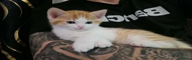 Mixed Breed Kitten 1