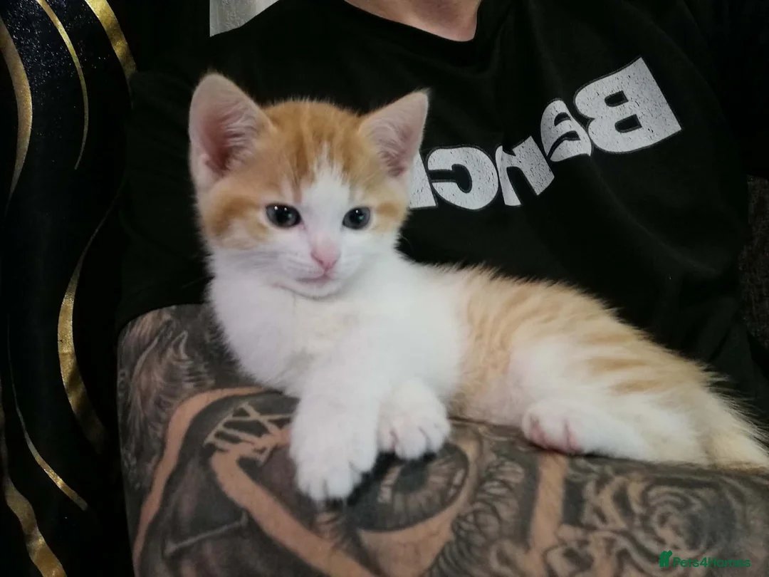 Mixed Breed cats for sale: Adorable Kitten Looking for a Loving Home! - Advert 1