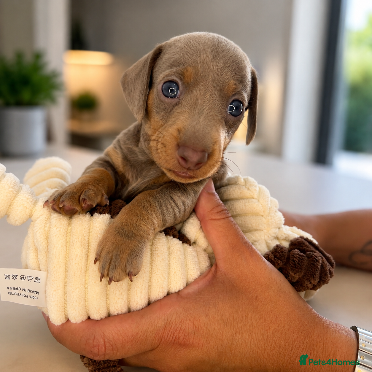 Miniature Dachshund dogs Miniature Dachshunds KC  - Advert 1