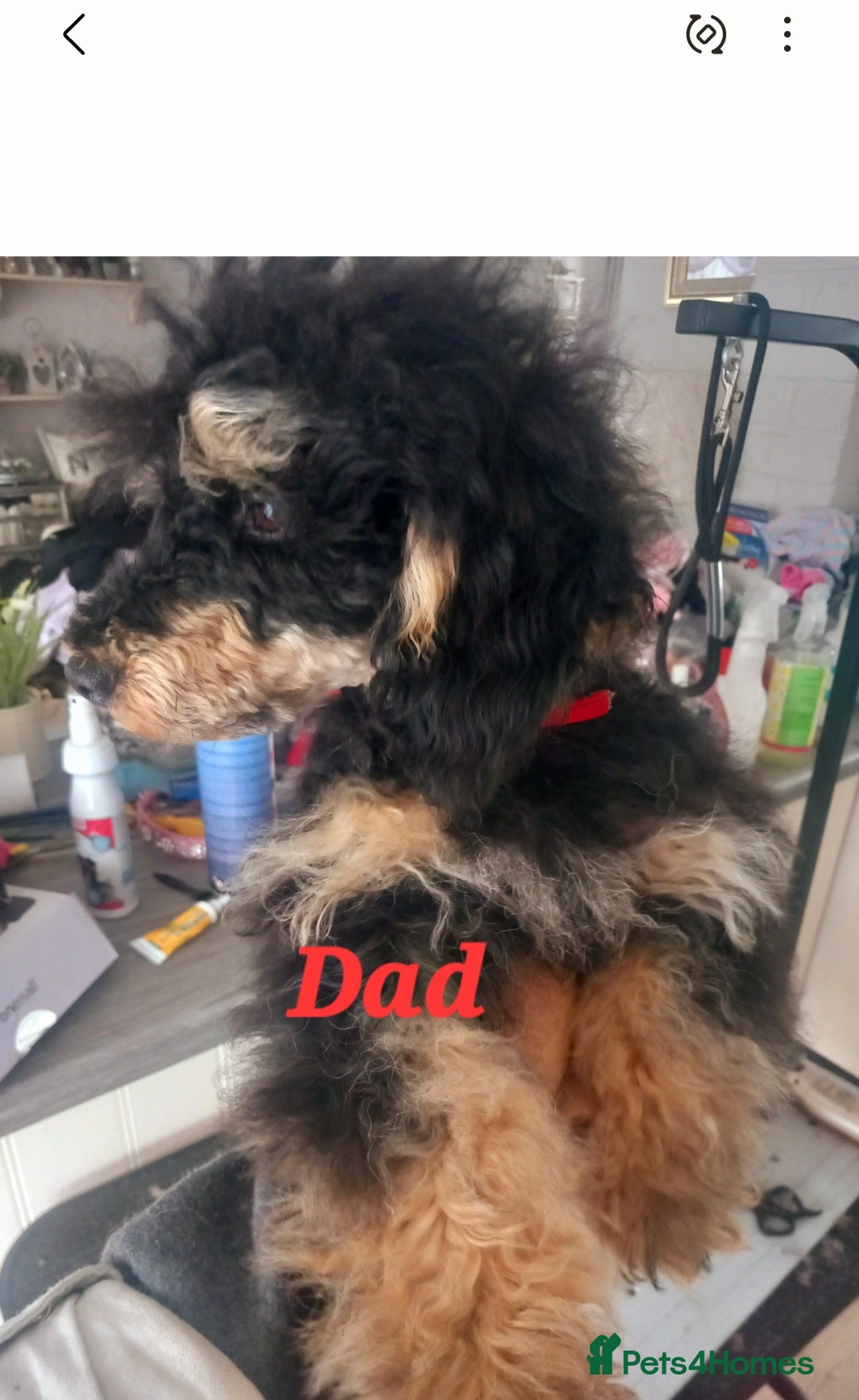 Toy Poodle dogs for sale: **1 PARTI BOY AVAILABLE**READY 21st DECEMBER** - Advert 16
