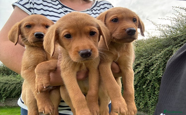 Labrador Retriever dogs - Advert 6