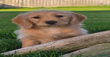 Labrador Retriever dogs - Advert 11