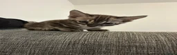 Bengal cats for sale: Bengal kittens - Advert 7