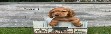 Cocker Spaniel 3