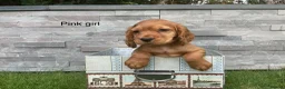 Cocker Spaniel dogs for sale: Hereditary clear working cocker spaniels - Advert 9
