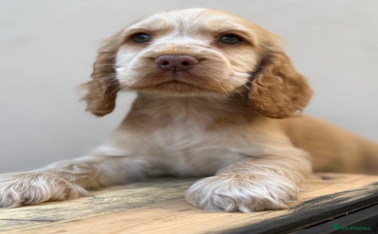 Cocker Spaniel dogs - Advert 1