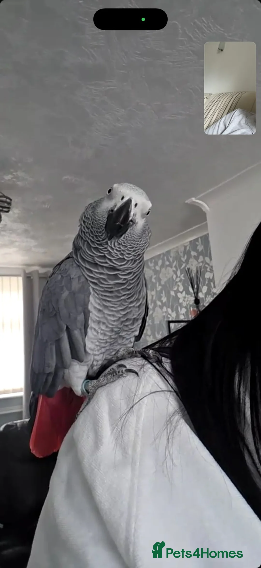 Parrots birds for sale: African grey  in Wolverhampton - Advert 2