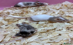 Mouse rodents for sale: Female baby mice ready now  - Image 13