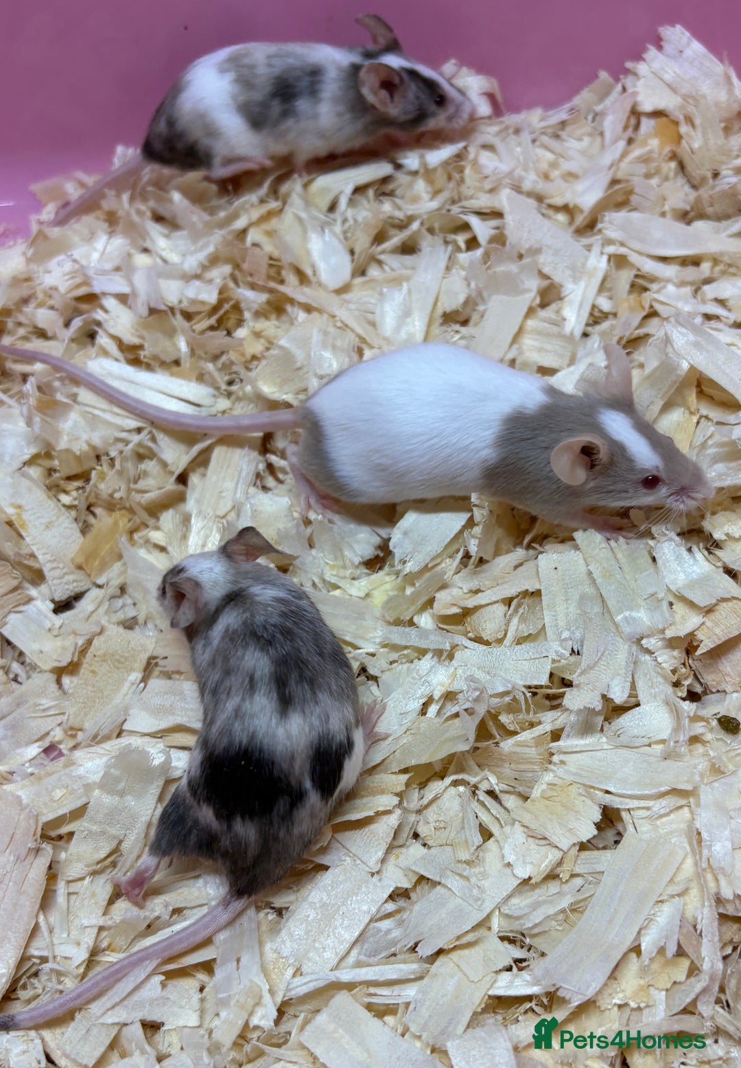 Mouse rodents for sale: Female baby mice ready now  - Image 13