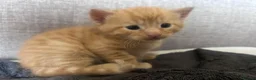 Mixed Breed cats for sale: Gorgeous ginger male kittens  in Falmouth - Advert 4