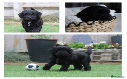 Australian Labradoodle dogs for sale: Health-tested Australian Labradoodle puppies - Image 3