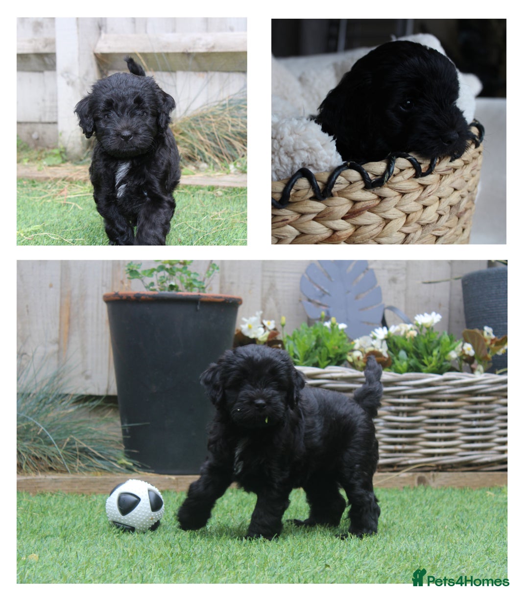 Australian Labradoodle dogs for sale: Health-tested Australian Labradoodle puppies - Image 3