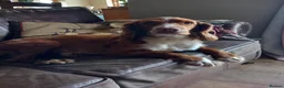 Cocker Spaniel dogs for sale: Working cocker spaniels pups for sale  in Aylesbury - Advert 8