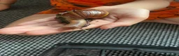 Mixed Breed reptiles for sale: Giant African Land snails  in Herne Bay - Advert 6