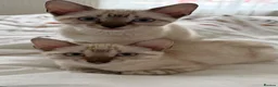 Bengal cats for sale: Snow bengal kittens  - Advert 3