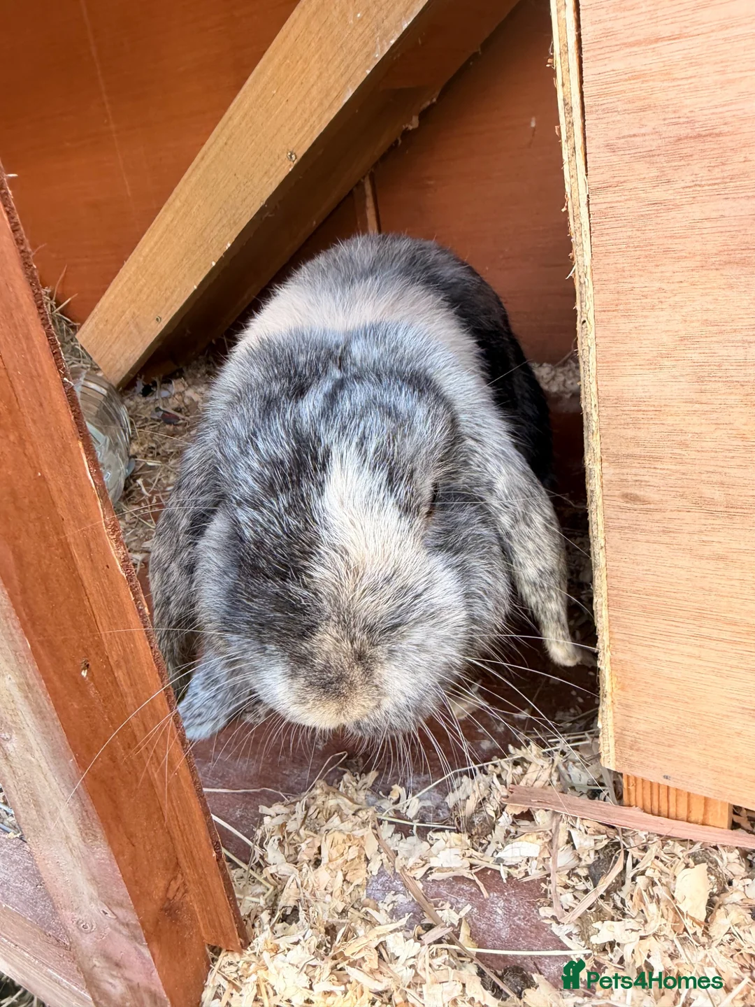 Mini Lop rabbits for sale: Male and female mini lops in Didcot - Advert 4
