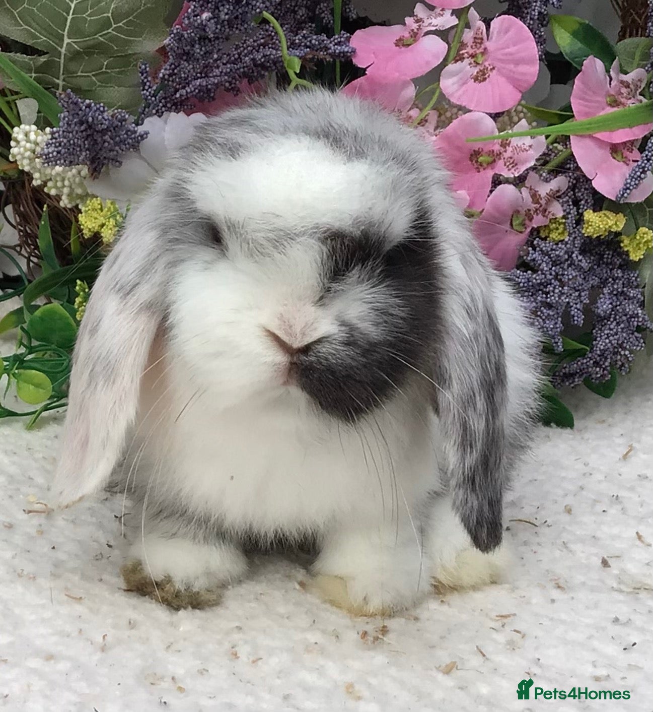 Mini Lop rabbits Mini lop buck - Advert 1