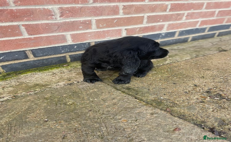 Cocker Spaniel dogs - Advert 13