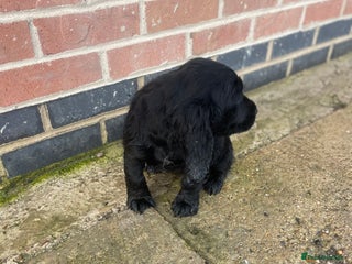 Cocker Spaniel dogs - Advert 1