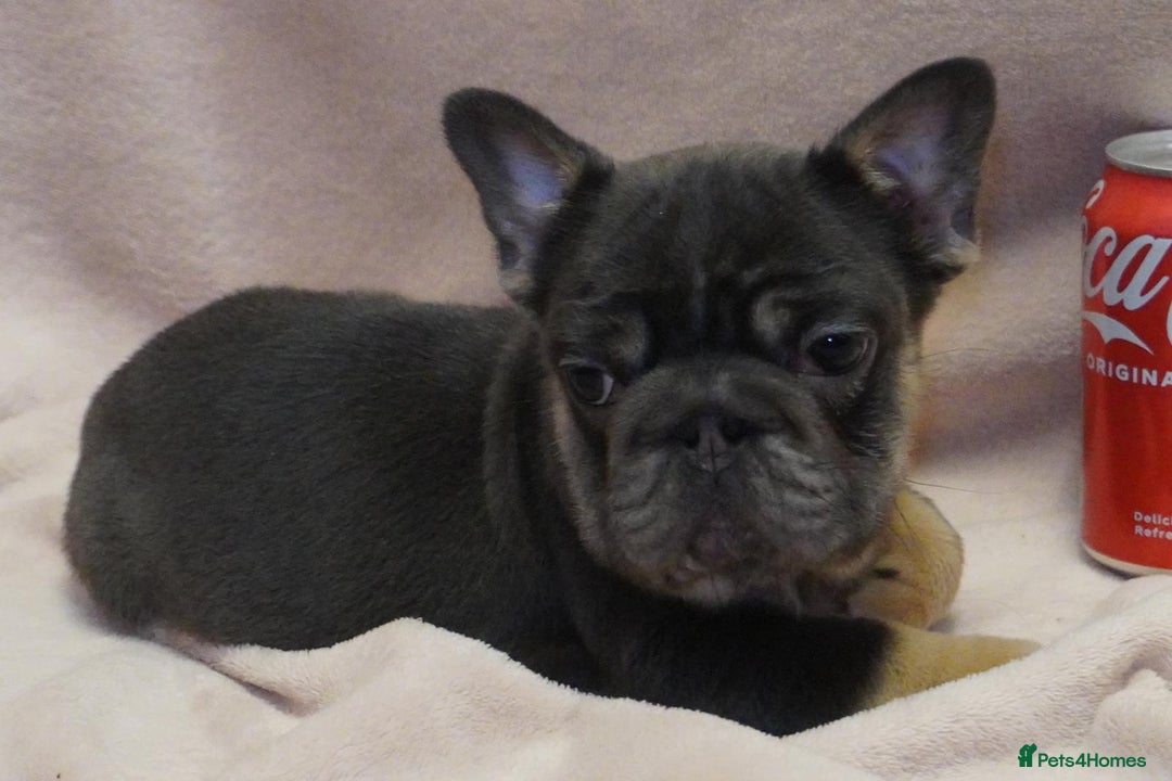 French Bulldog dogs for sale: French bulldog 2 males.One full pink,one blue tan - Advert 3