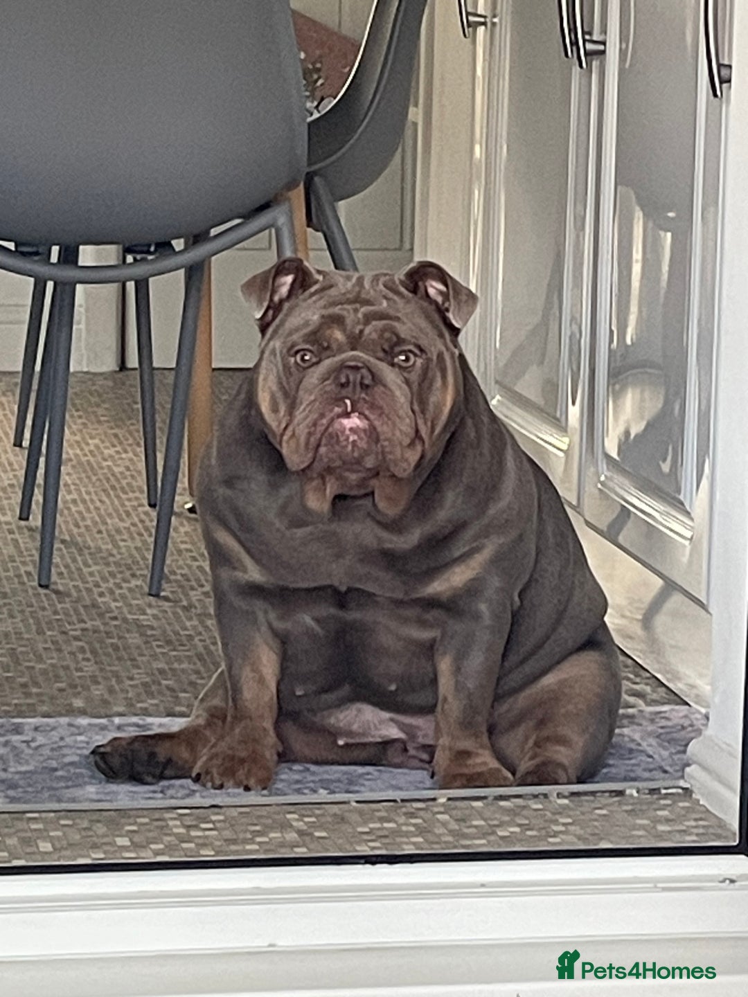 English Bulldog dogs for sale: Nala-Rose 15 month’s old - Advert 1