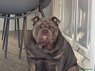 English Bulldog dogs Nala-Rose 15 month’s old - Advert 1