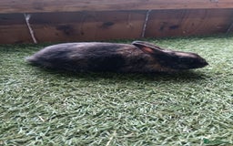 Mini Lop rabbits for sale: Pure mini papillon  - Image 3