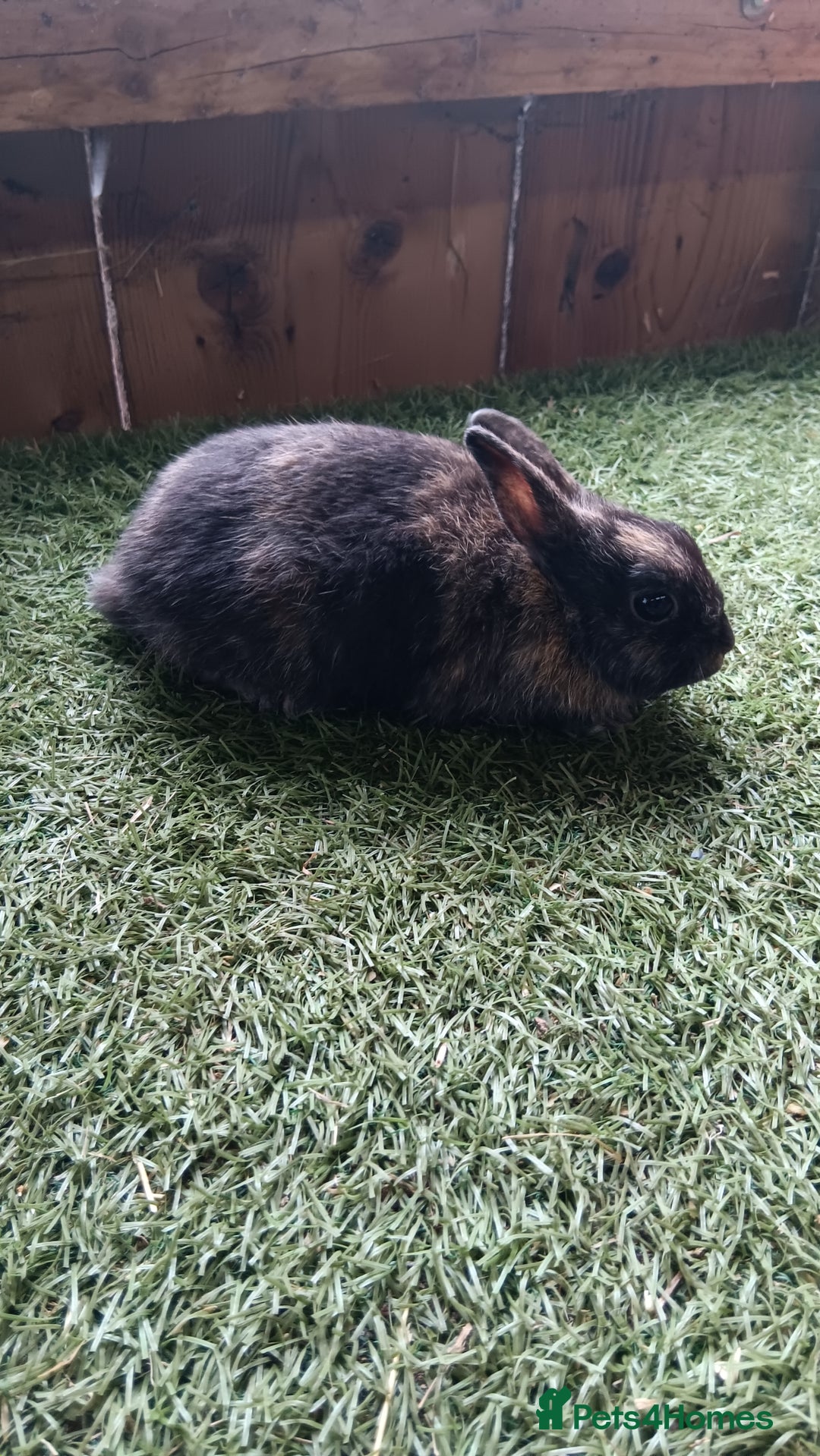 Mini Lop rabbits for sale: Pure mini papillon  - Image 3