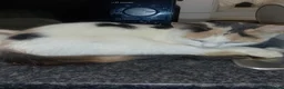 Turkish Van cats for sale: Turkis van  in Rochester - Advert 3