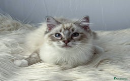 Ragdoll cats for sale: Playful Pedigree Ragdoll Kittens Available - Image 15