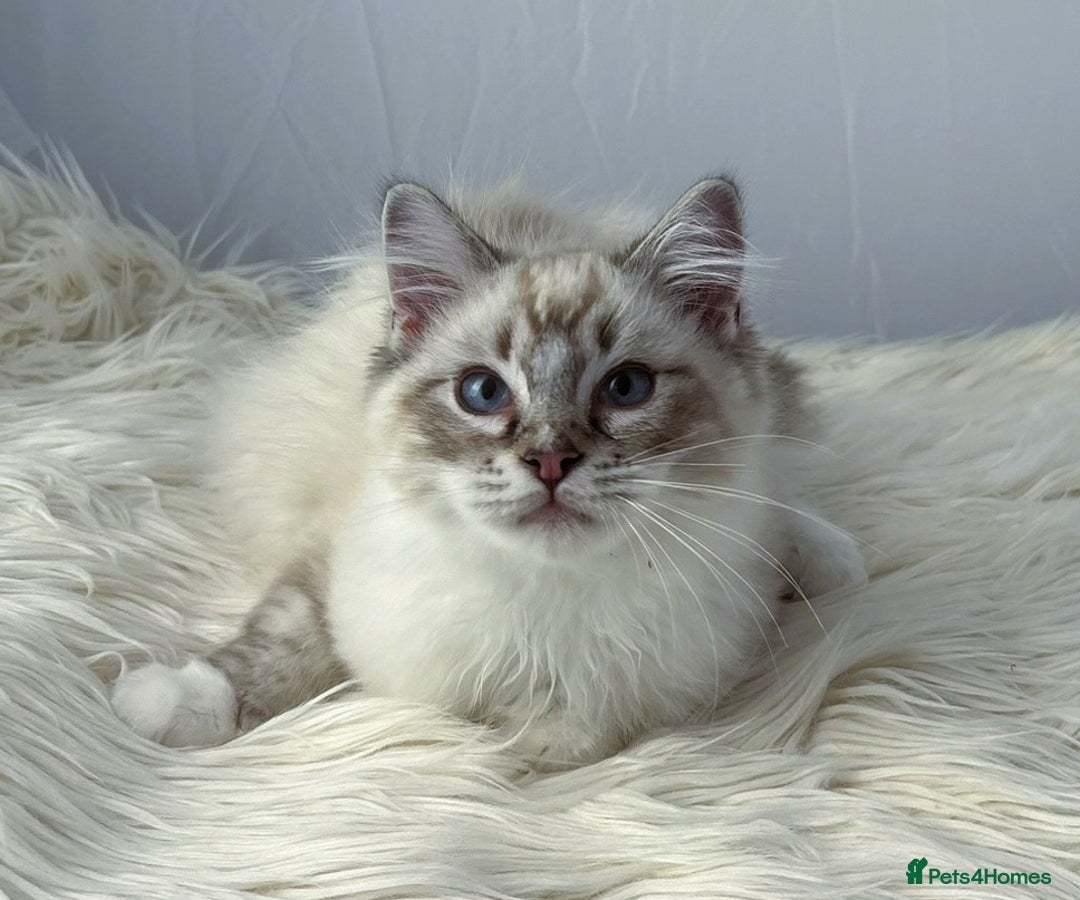 Ragdoll cats for sale: Playful Pedigree Ragdoll Kittens Available - Image 15