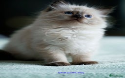 Ragdoll cats for sale: Stunning GCCF Registered Heart Melting Affection - Image 4