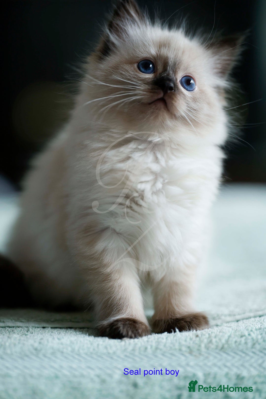 Ragdoll cats for sale: Stunning GCCF Registered Heart Melting Affection - Image 4