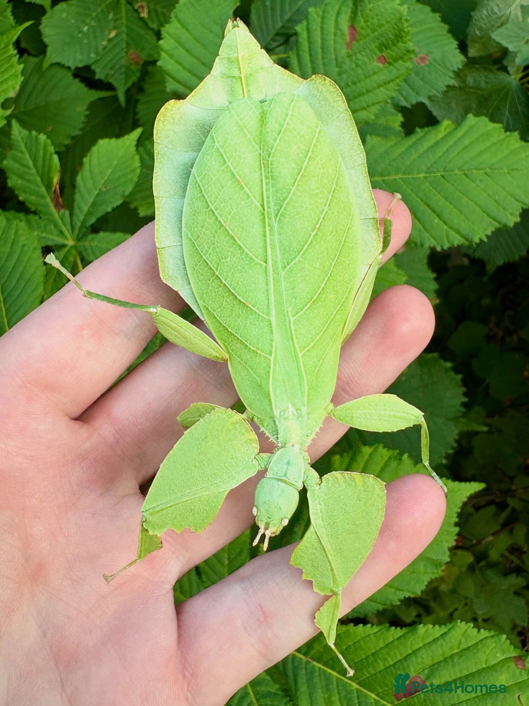 Stick Insects invertebrates for sale: Leaf and stick insects for sale - Image 9