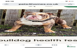 English Bulldog dogs for sale: Kc reg Chocolate bulldog for sale  - Image 5