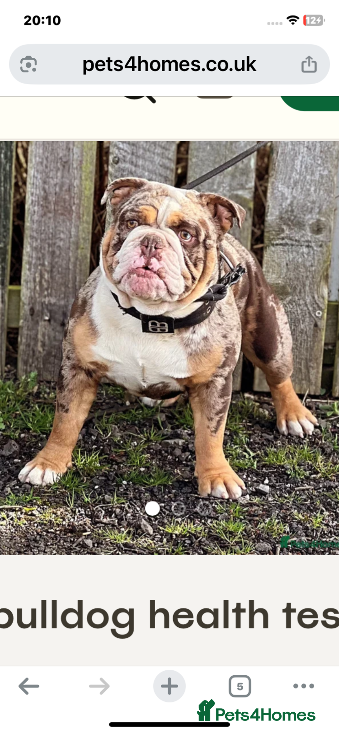 English Bulldog dogs for sale: Kc reg Chocolate bulldog for sale  - Image 5