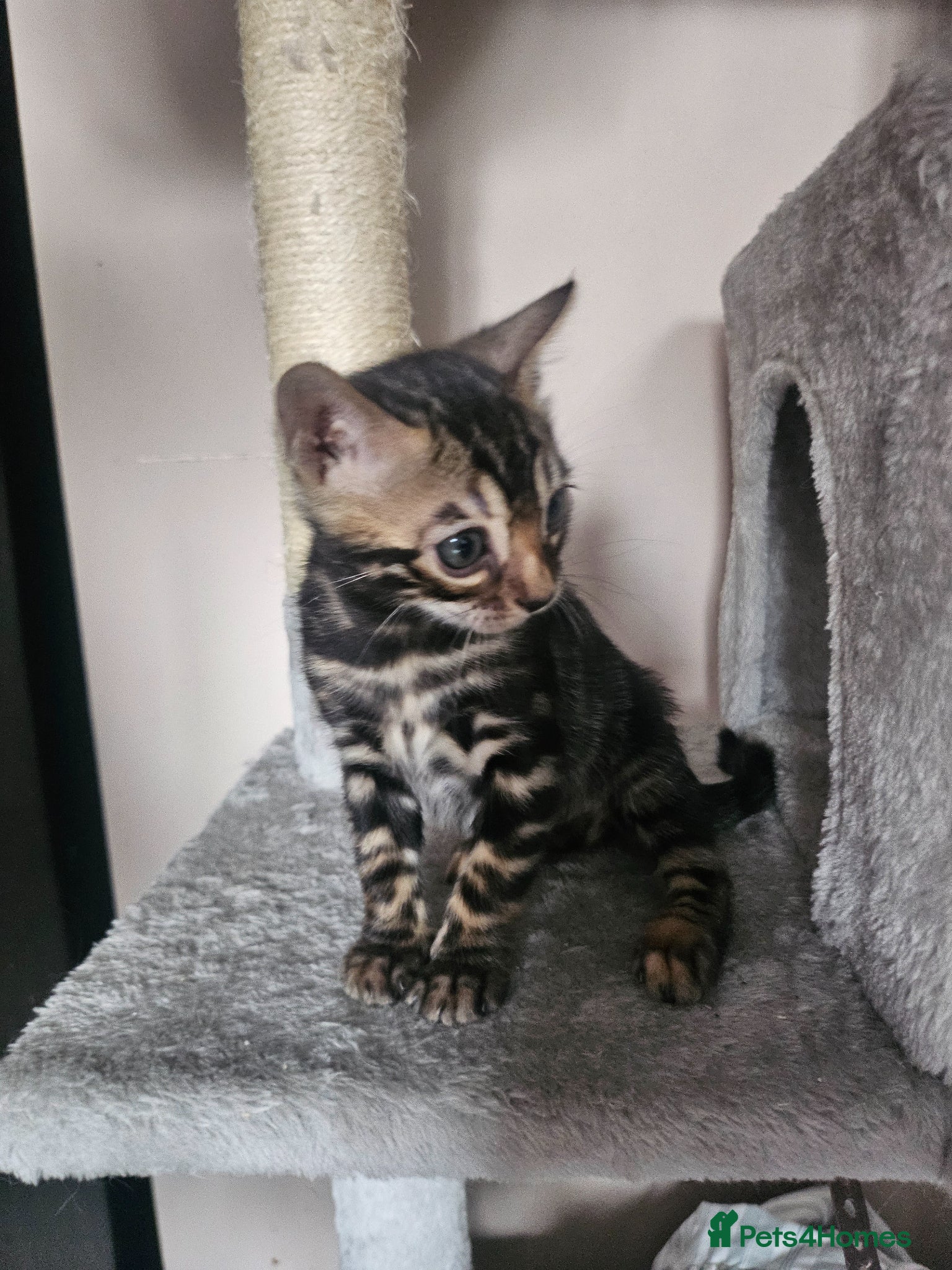 Bengal cats Stunning bengal kittens  - Advert 2