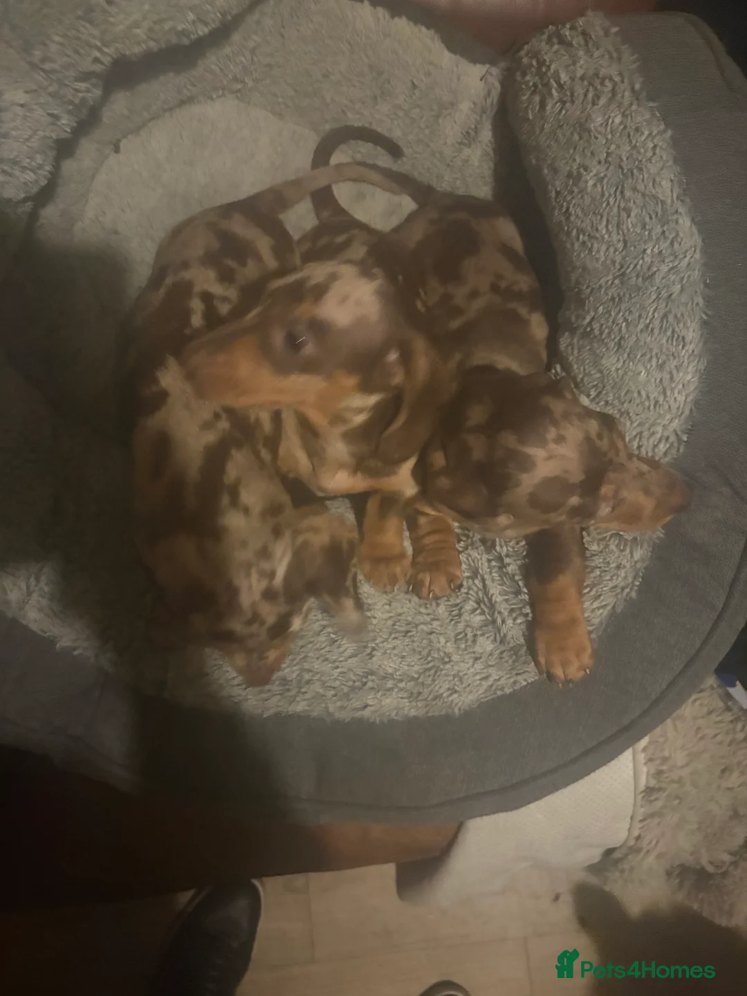 Miniature Dachshund dogs for sale: Miniature dachshund puppies - Advert 7