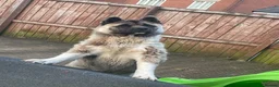 Akita dogs for stud: American akita stud - Advert 1