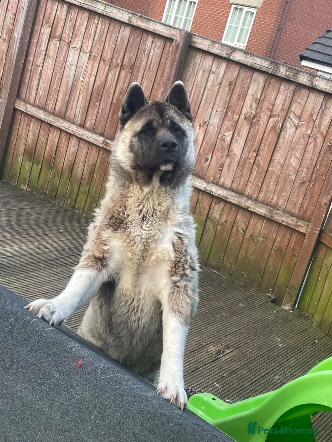 Akita dogs for stud: American akita stud - Advert 1