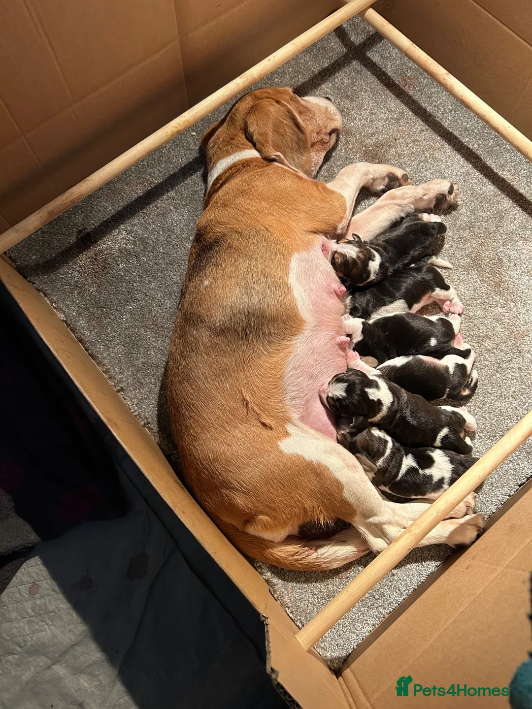 Beagle dogs for sale: Top KC Reg Beagle Puppies - Advert 2