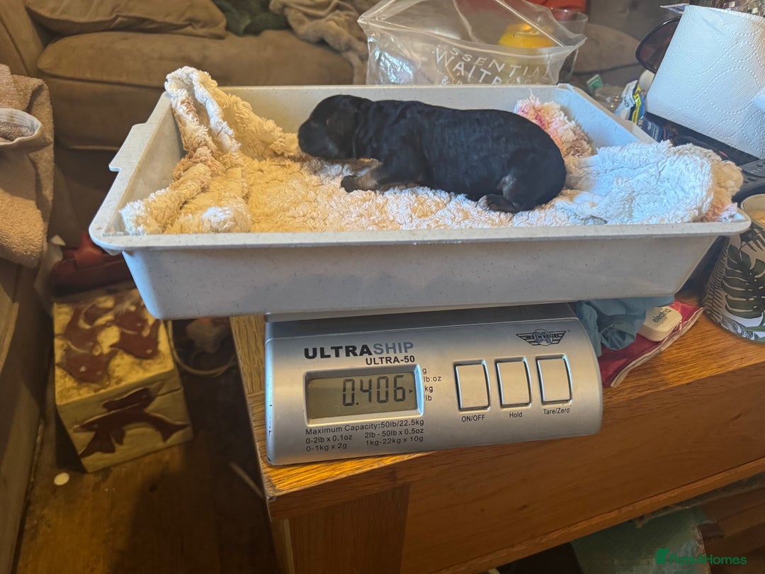 German Shepherd dogs for sale: Medium/long haired German shepherd puppies  - Image 28
