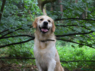 Golden Retriever dogs KC Cream Golden Retriever Stud - Champion Lines - Advert 1