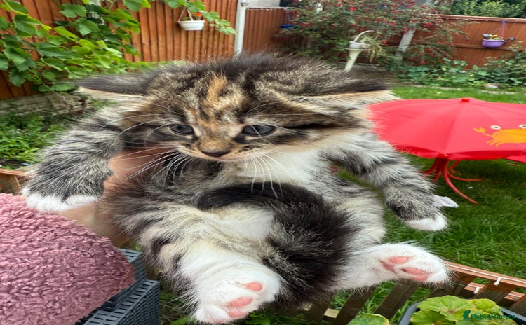 Mixed Breed cats - Advert 1