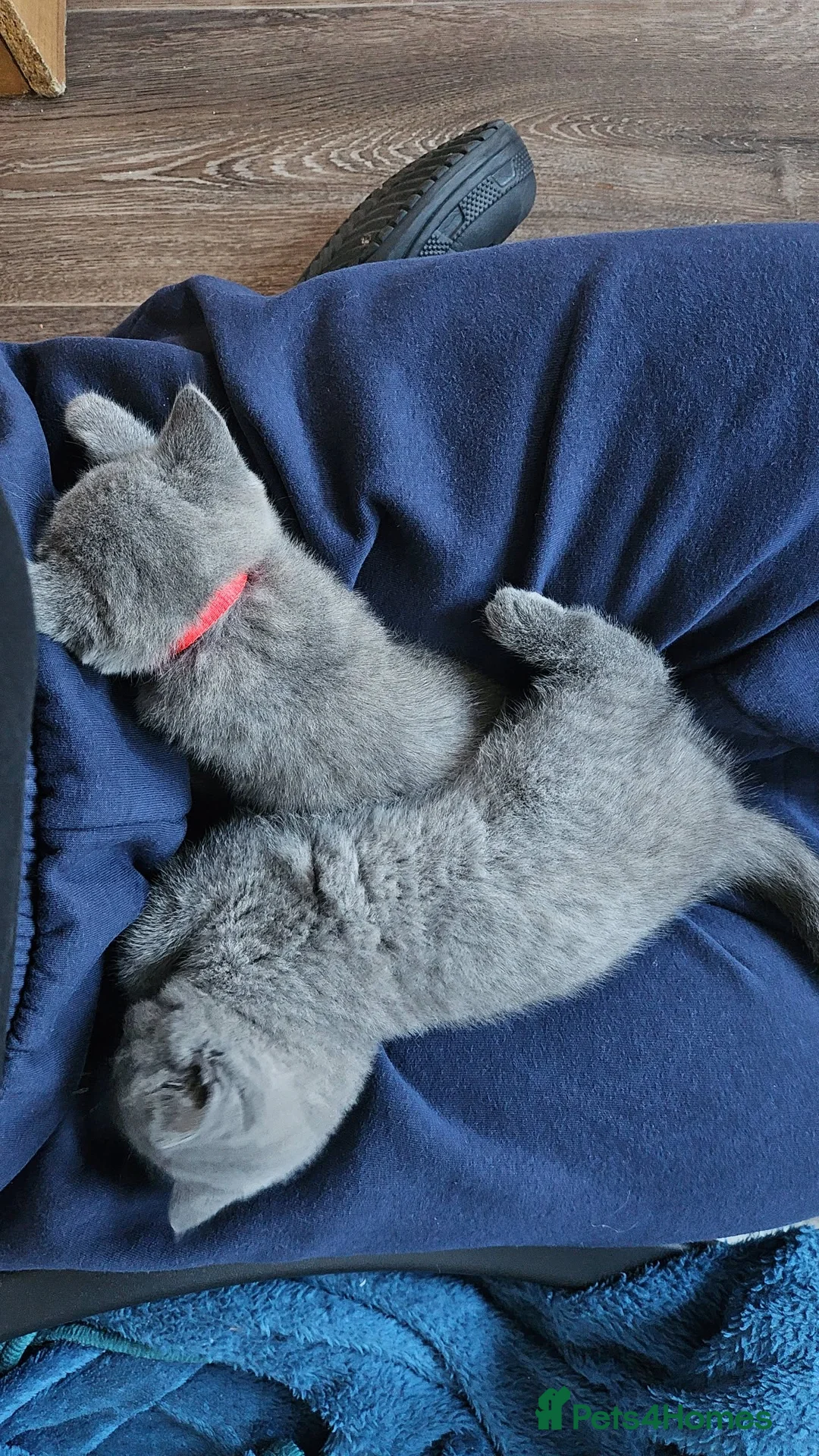 British Shorthair cats for sale: 2 British short-hair boys, pure breed  - Advert 2
