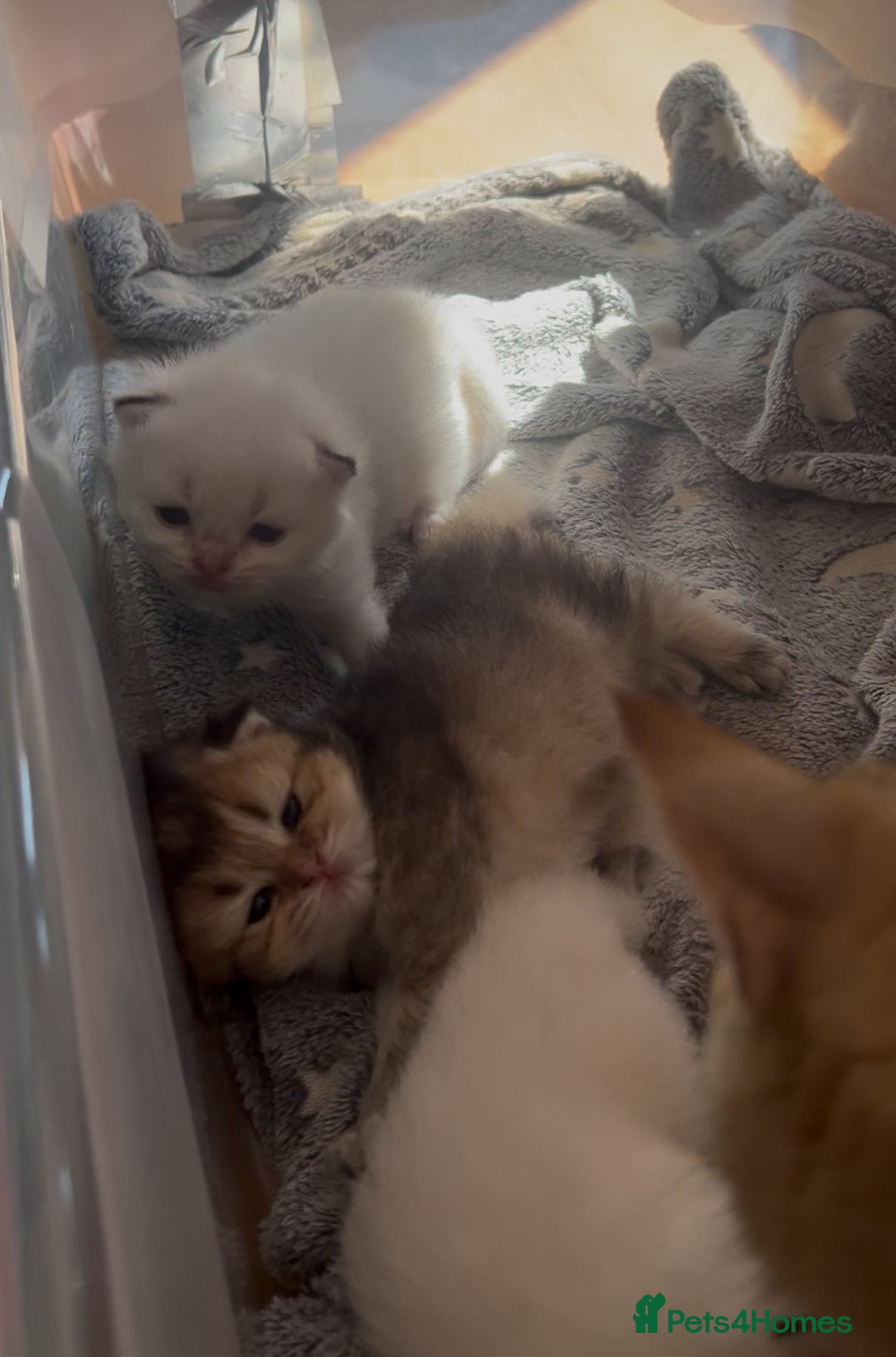 British Longhair cats for sale: Stunning British Longhair Kittens Ready to collect - Image 12