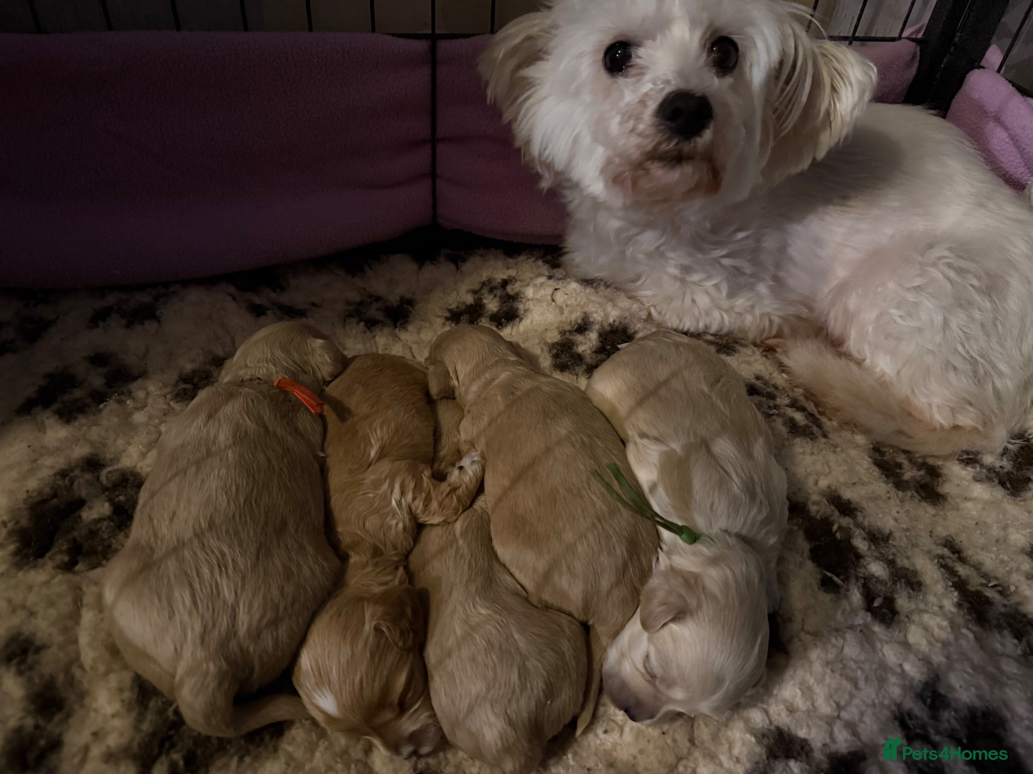 Maltipoo dogs Stunning Maltipoo puppies looking for a forever 🏡 - Advert 1