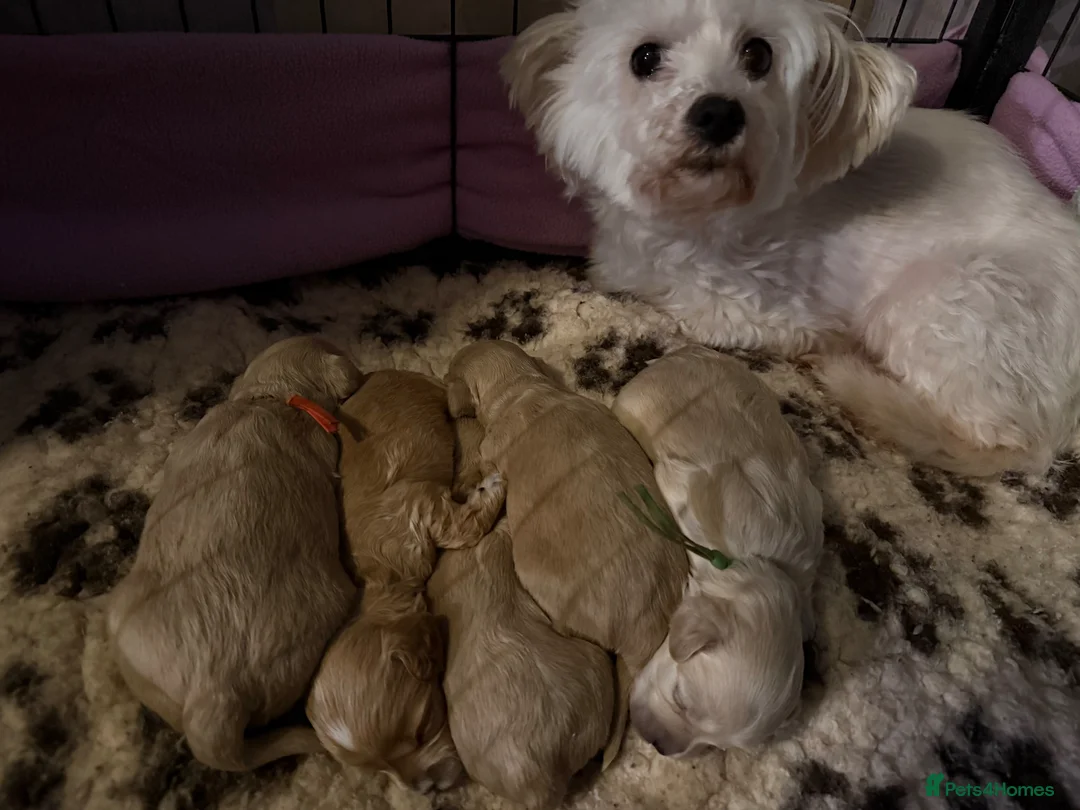 Maltipoo dogs for sale: Stunning Maltipoo puppies looking for a forever 🏡 in Bishop Auckland - Advert 1